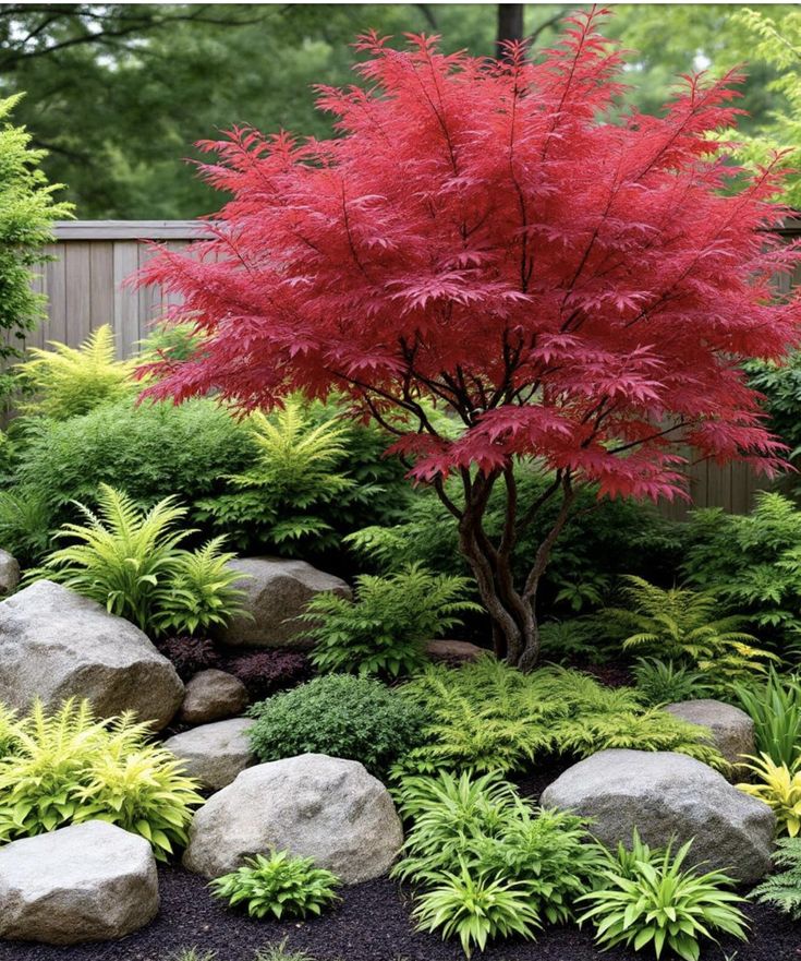 Japanese Acer with fiery autumn foliage