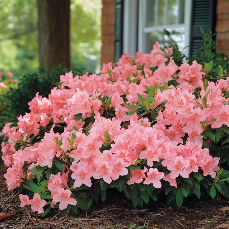 Azalea in vibrant spring flower