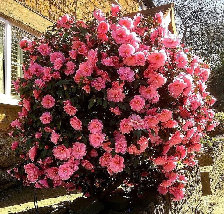 Camellia japonica with perfect rose-like blooms