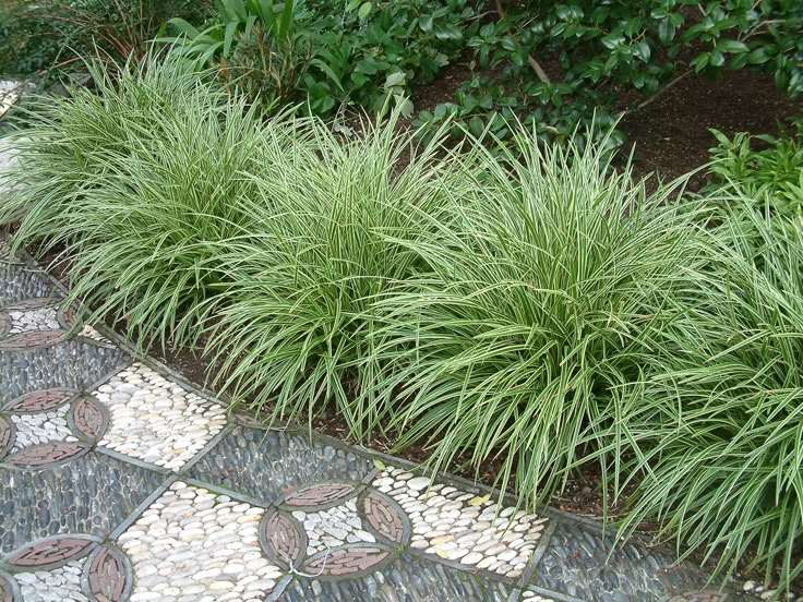 Carex grass with fine arching foliage