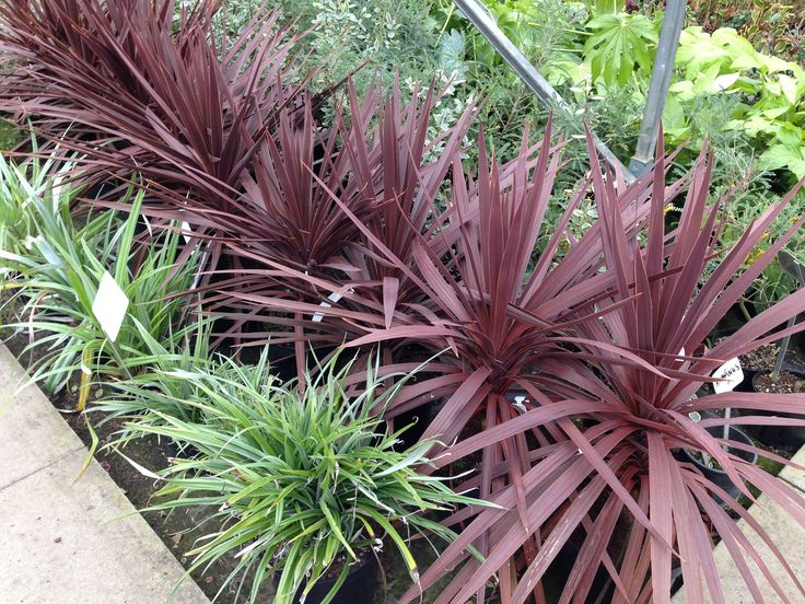 Cordyline australis architectural spiky leaves