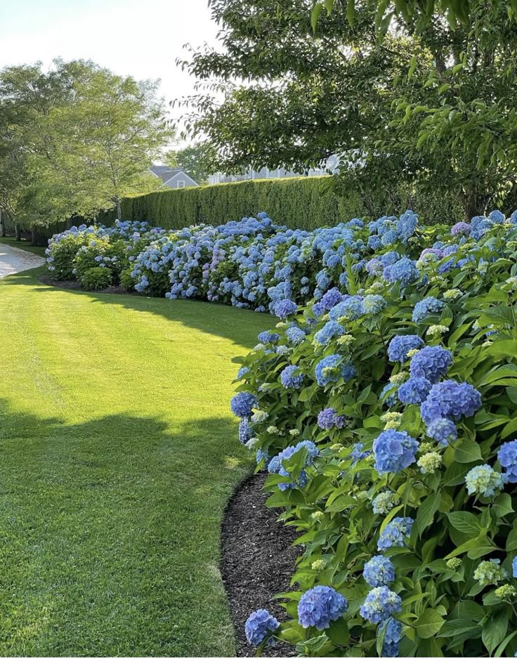 Vibrant garden border after transformation