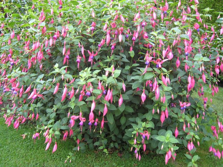 Fuchsia with pendulous jewel-like flowers