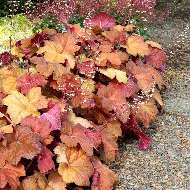 Heuchera with rich coloured foliage