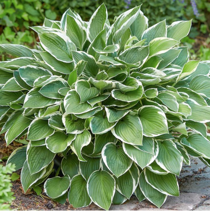 Hosta with bold ribbed leaves