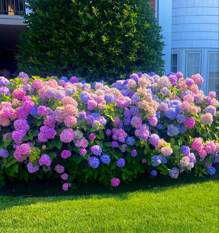 Hydrangea macrophylla in full bloom