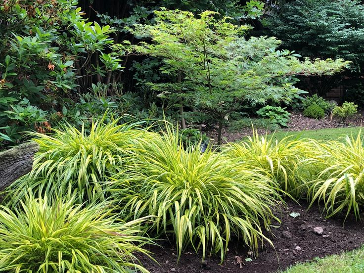 Hakonechloa macra Japanese forest grass