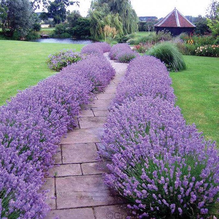 Lavender angustifolia in summer bloom